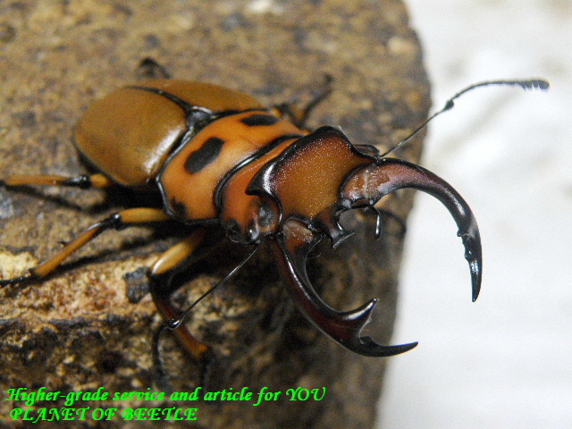 〇限定半額も31日まで＼(^o^)／