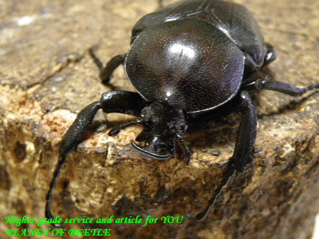 〇プルトカロゲロを最新画像に＼(^o^)／