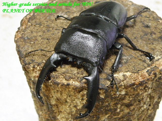 〇3日～6日は生体購入でポイント10倍＼(^o^)／