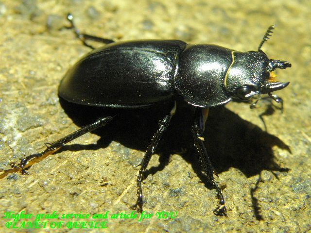 〇日替わり特価＋ポイント10倍＼(^o^)／