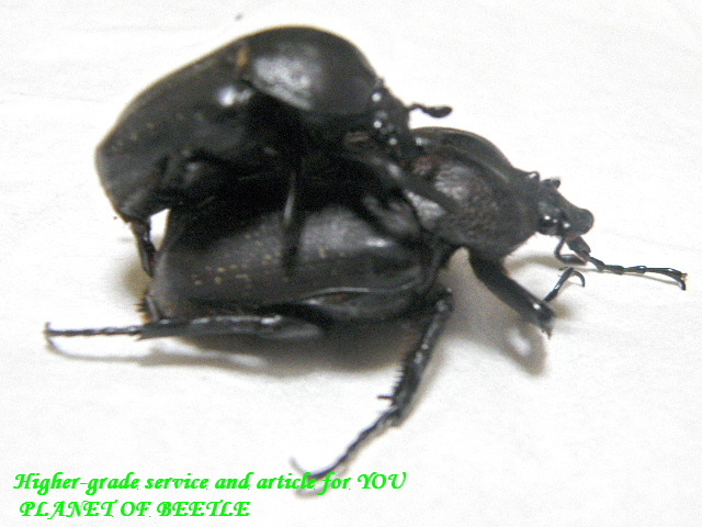 〇更にペアリング＼(^o^)／