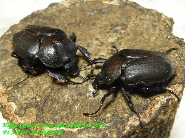 〇10日までは40％オフに＼(^o^)／