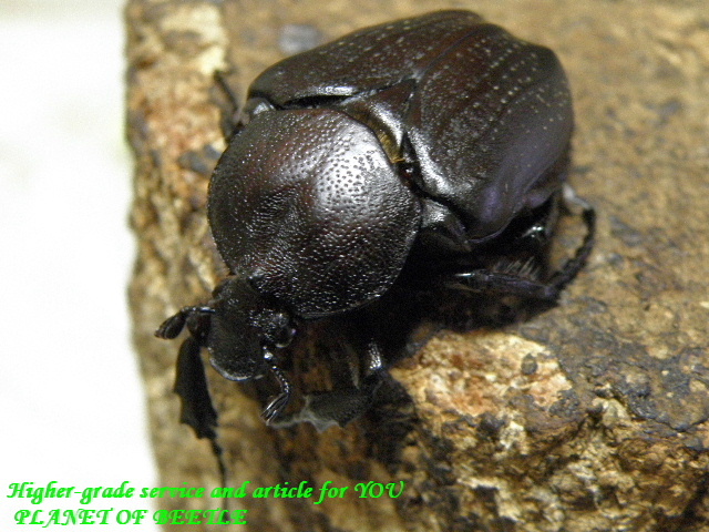 〇本日までですよ＼(^o^)／