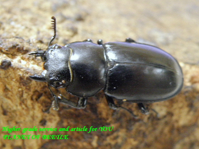 〇限定特価スタート品＼(^o^)／