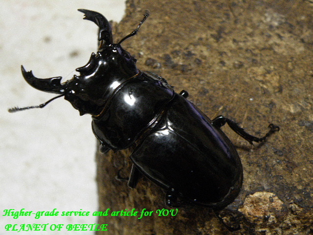 〇週末はポイント5倍に＼(^o^)／