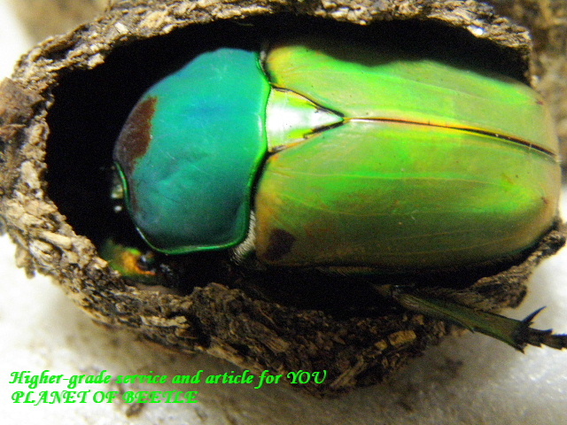 〇ポイント5倍は本日まで＼(^o^)／