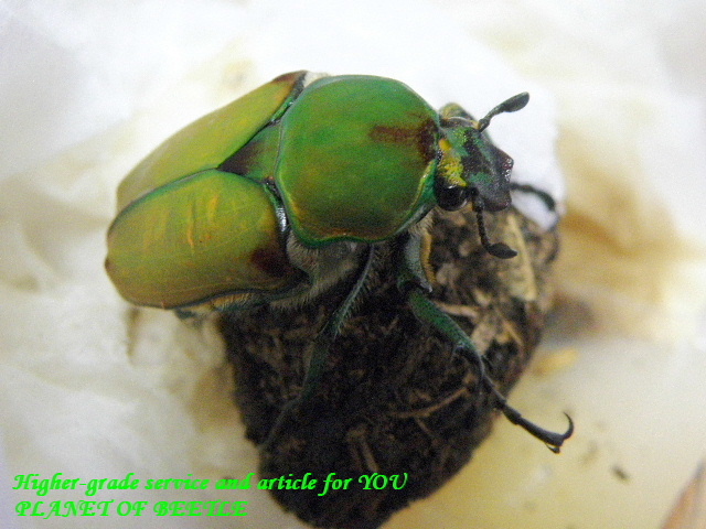 〇ドミトリエヴィ幼虫ペアは15日まで＼(^o^)／