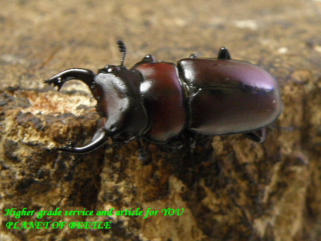 〇ファベールがトリオに＼(^o^)／