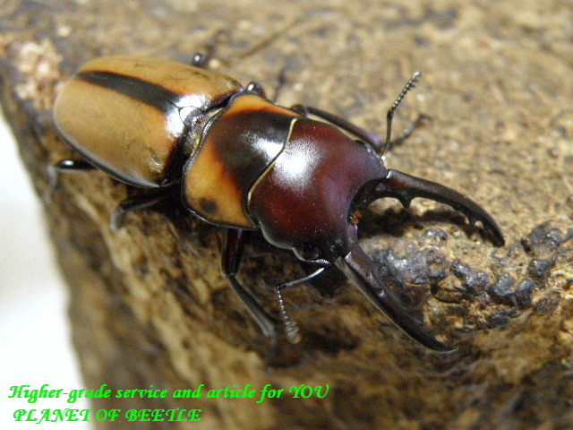 〇特価品スタートは最終ですよ＼(^o^)／