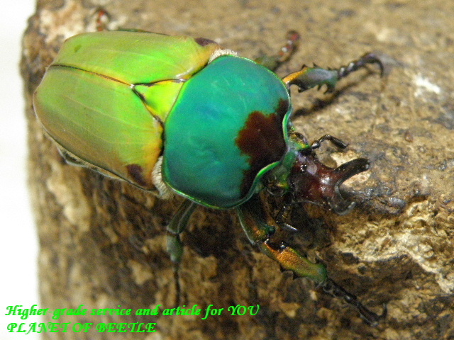 〇ドミトリエヴィをマット付で＼(^o^)／