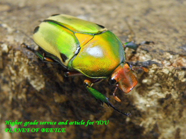 〇本日23:59までですよ＼(^o^)／