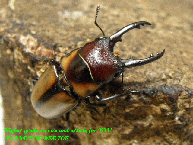 〇ユーグエスノコギリ＼(^o^)／