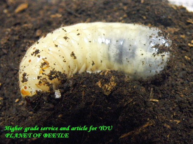 〇ドミトリエヴィＦ１幼虫ペアを延長販売中＼(^o^)／