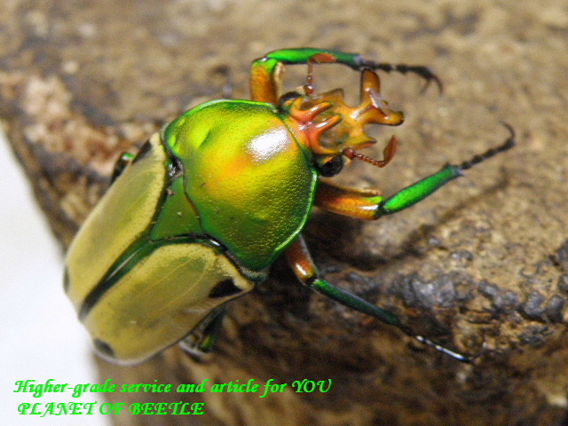 〇ポイント5倍は本日まで＼(^o^)／