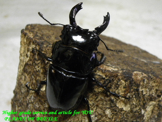 〇レギウス♂単品＼(^o^)／