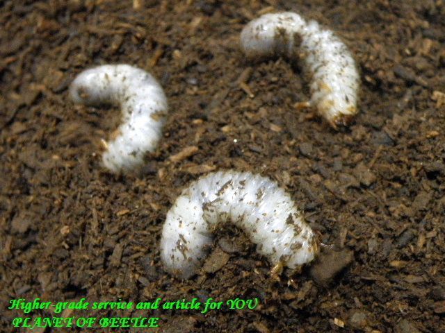 〇ドミトリエヴィとプルトカロゲロ＼(^o^)／