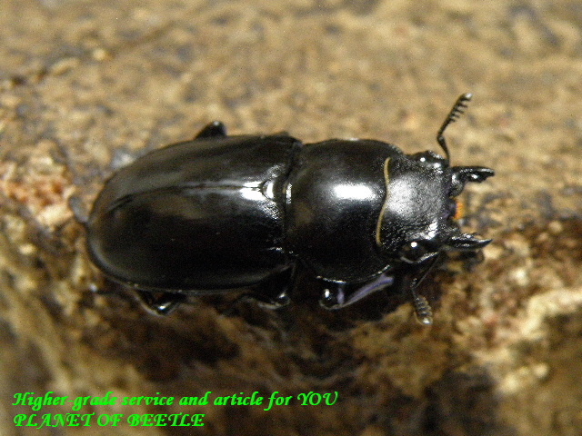 〇週末はポイント5倍ですよ＼(^o^)／