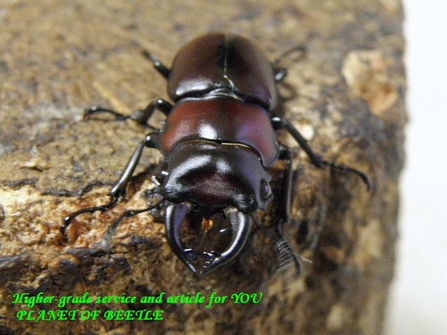 〇ポイント5倍は本日まで＼(^o^)／