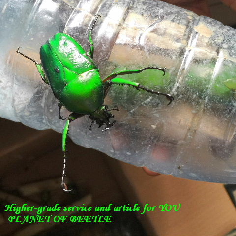 〇今ならブリード用マット付き＼(^o^)／