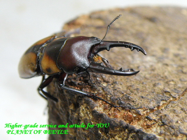 〇お買い得品＼(^o^)／