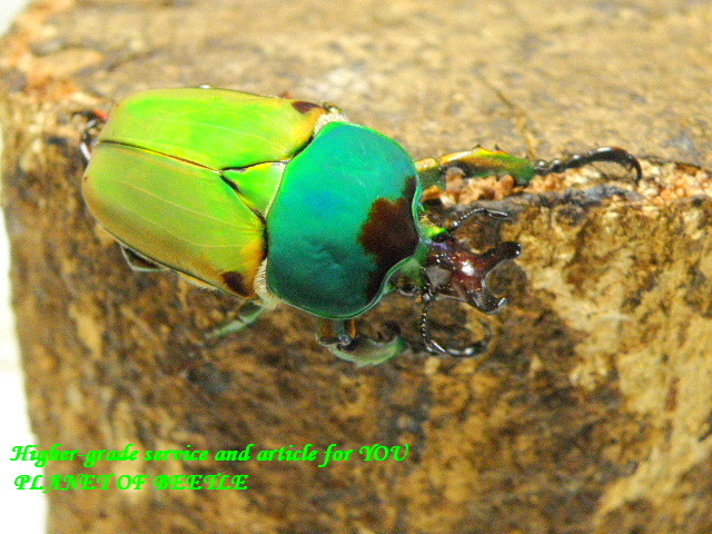 〇週末はポイント5倍＋10日までのお買い得＼(^o^)／