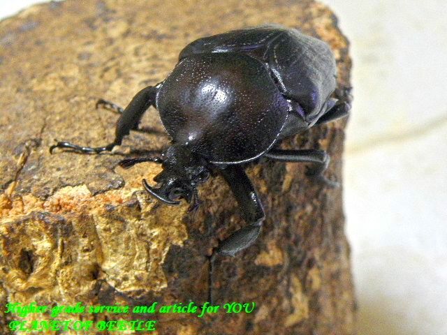 〇ポイント5倍は本日まで＼(^o^)／