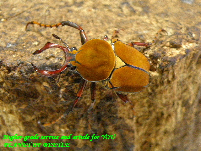 〇単品を掲載しました＼(^o^)／