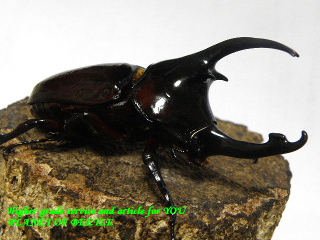 〇掲載しました！＋15日までですよ＼(^o^)／