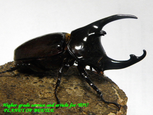 〇Niete産ケンタウルス＼(^o^)／