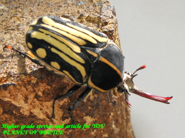 〇クラッツをそれぞれ掲載＼(^o^)／