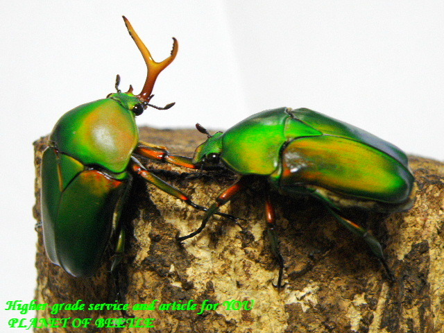 〇大型モルガン＋クラッツサービス品＼(^o^)／