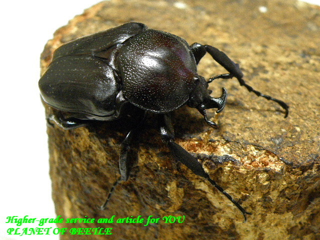 〇ドミトリエヴィＦ１ペア＼(^o^)／