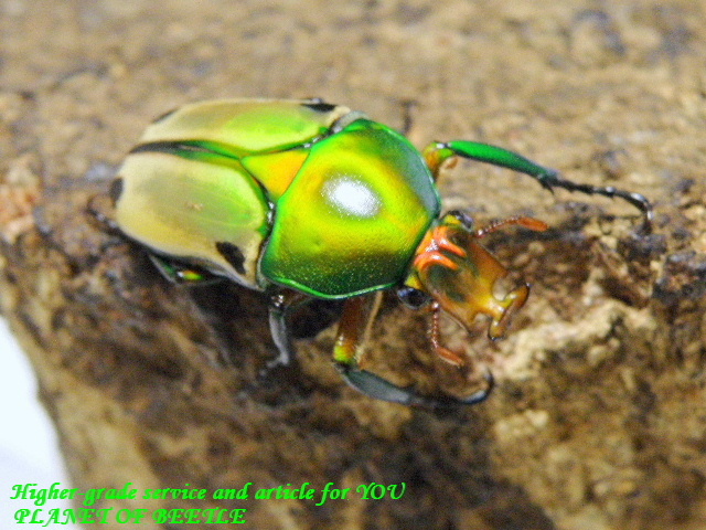 〇ニシヒラズカナブン♂単品＼(^o^)／