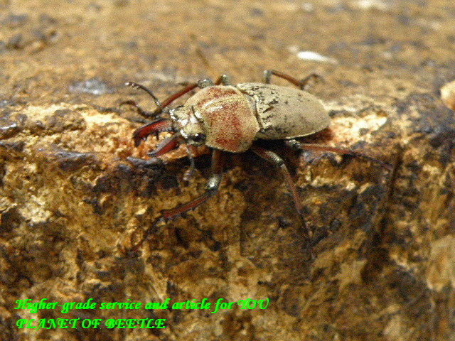 〇クリスマスはポイント5倍＼(^o^)／