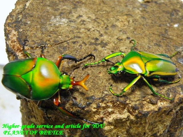 〇本日25日23:59までですよ＼(^o^)／