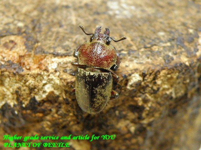 〇ハイイロクワガタ♀単品＼(^o^)／