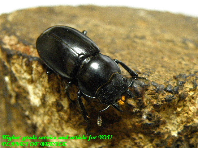 〇お買い得に大幅値下げ＼(^o^)／