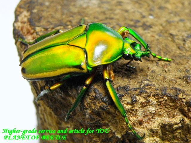 〇キンイロヒラズ♂単品＼(^o^)／