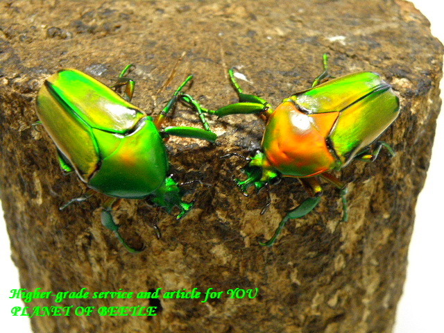 〇30日～3日まではポイント10倍に＼(^o^)／