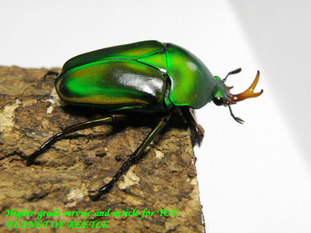 〇生体ご購入でポイント10倍ですよ＼(^o^)／