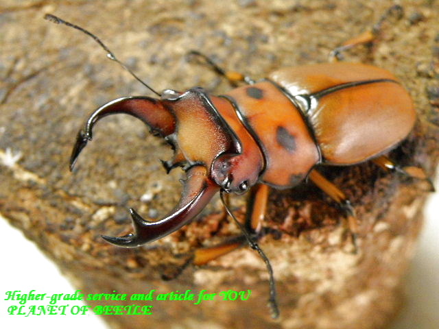 〇ポイント5倍は本日まで＼(^o^)／