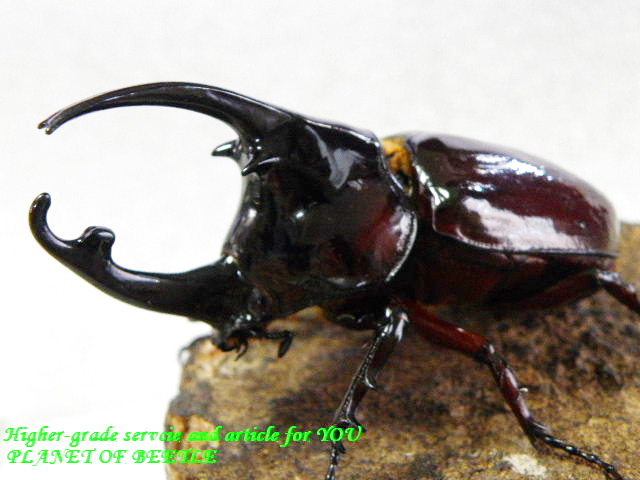 〇80mmUPケンタウルス＼(^o^)／