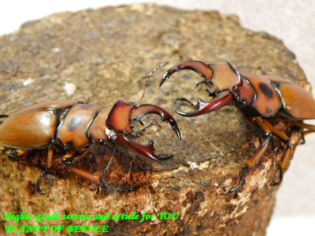 〇グラディアトールサービス♀など＼(^o^)／