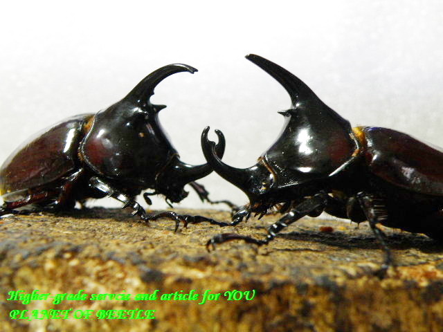 〇引き続き連休限定＼(^o^)／