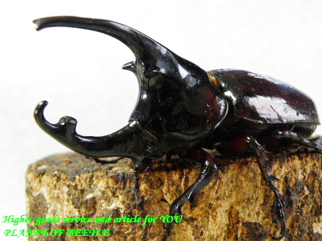 〇ケンタウルスお得なサービス品＼(^o^)／