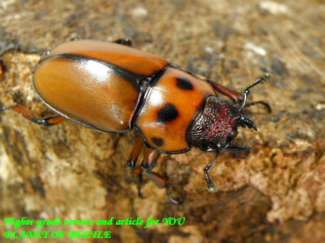 〇グラディアトール♀単品＼(^o^)／