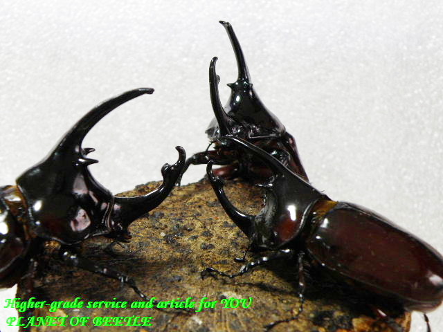 〇お得な3ペアセット＼(^o^)／