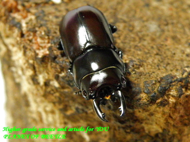 〇特価品など本日15日まで＼(^o^)／