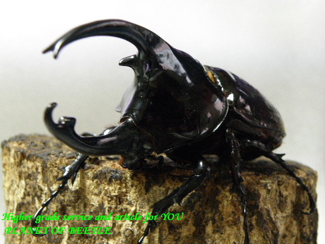 〇1便目のケンタウルス＼(^o^)／