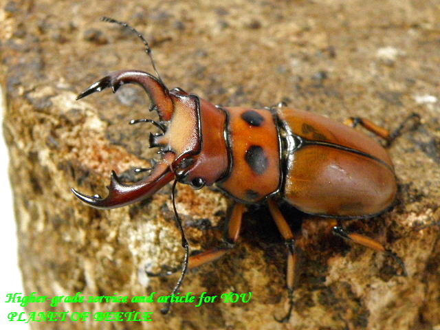 〇グラディアトールをトリオで＼(^o^)／